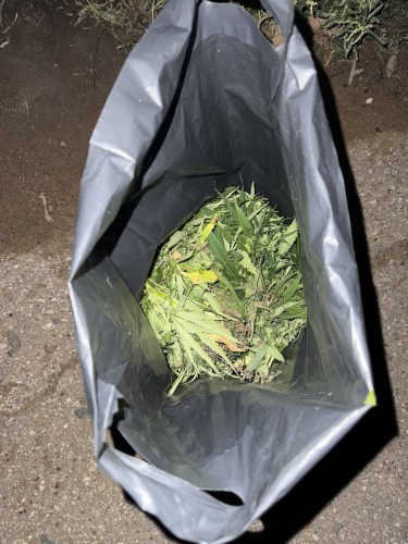 В Бузулуке полиция изъяла у местного жителя крупную партию марихуаны