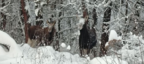 В Бузулукском бору завершился рогопад