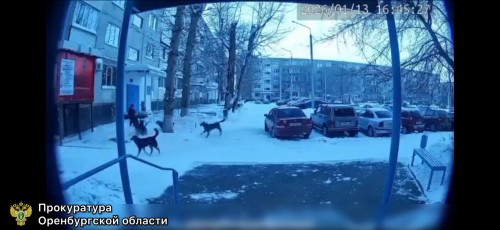 В Ясном возбуждено уголовное дело о нападении бездомных собак на детей