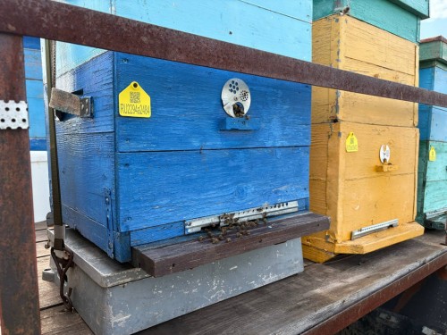 В Оренбуржье аграриев обязали информировать пчеловодов о применении пестицидов В Оренбуржье аграриев обязали информировать пчеловодов о применении пестицидов