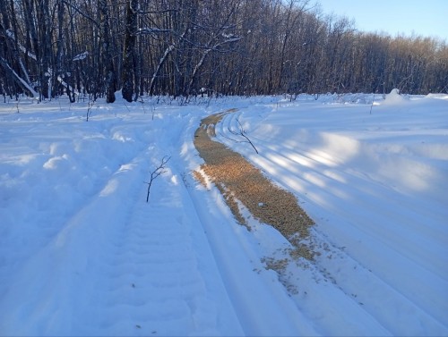 В Бузулуском бору показали как «сервируют стол» для косуль