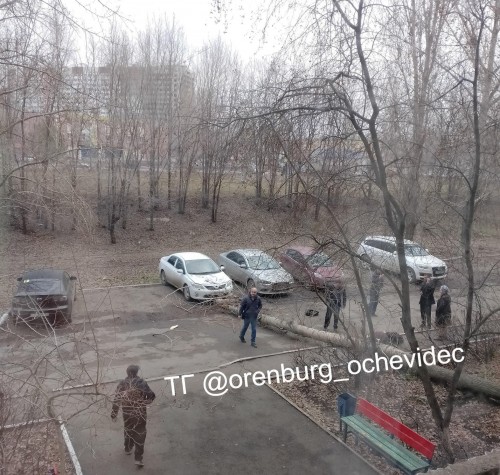 В Оренбурге УК заплатит штраф 40 тысяч за падение дерева и тяжелые травмы В Оренбурге УК заплатит штраф 40 тысяч за падение дерева и тяжелые травмы