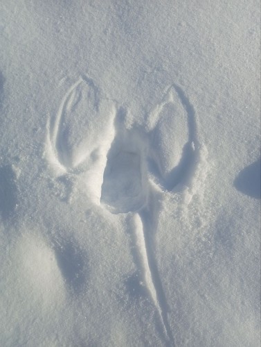 В Бузулуском бору хищника ласку утащила сова