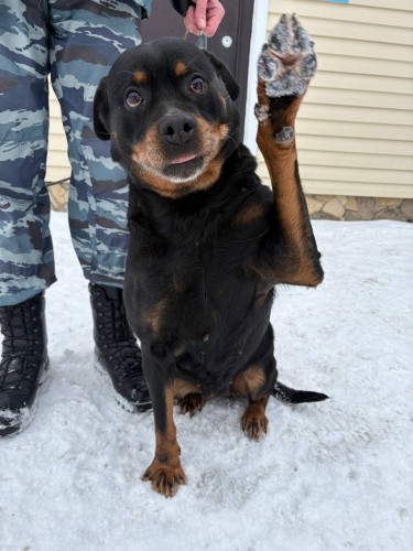 В Оренбурге четверо полицейских собак завершают службу и ищут новых владельцев