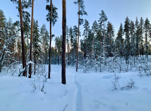 В Бузулуксом бору толщина снега достигла 48 сантиметров