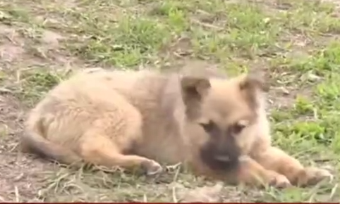 В Оренбуржье за февраль зафиксировали семь случаев бешенства