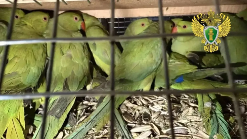 В Оренбуржье пытались провезти контрабандой более 100 редких птиц