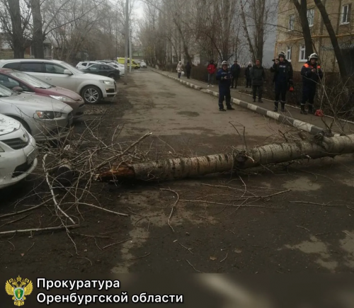 Оренбурженка, пострадавшая от упавшего дерева, получит компенсация 6 млн рублей Оренбурженка, пострадавшая от упавшего дерева, получит компенсация 6 млн рублей