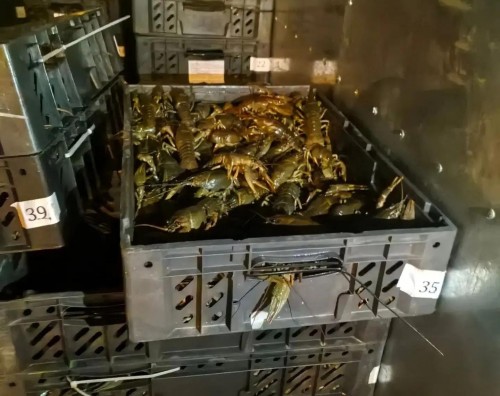 В Оренбуржье пресекли незаконный ввоз 18 тысяч живых раков из Казахстана