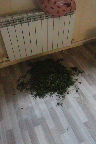 В Бугуруслане у местного жителя изъяли более 800 граммов марихуаны В Бугуруслане у местного жителя изъяли более 800 граммов марихуаны